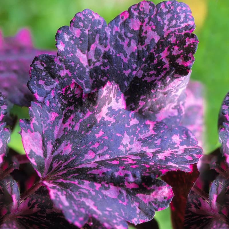 Coral Bells 'Midnight Rose' (Heuchera) — garden perennial