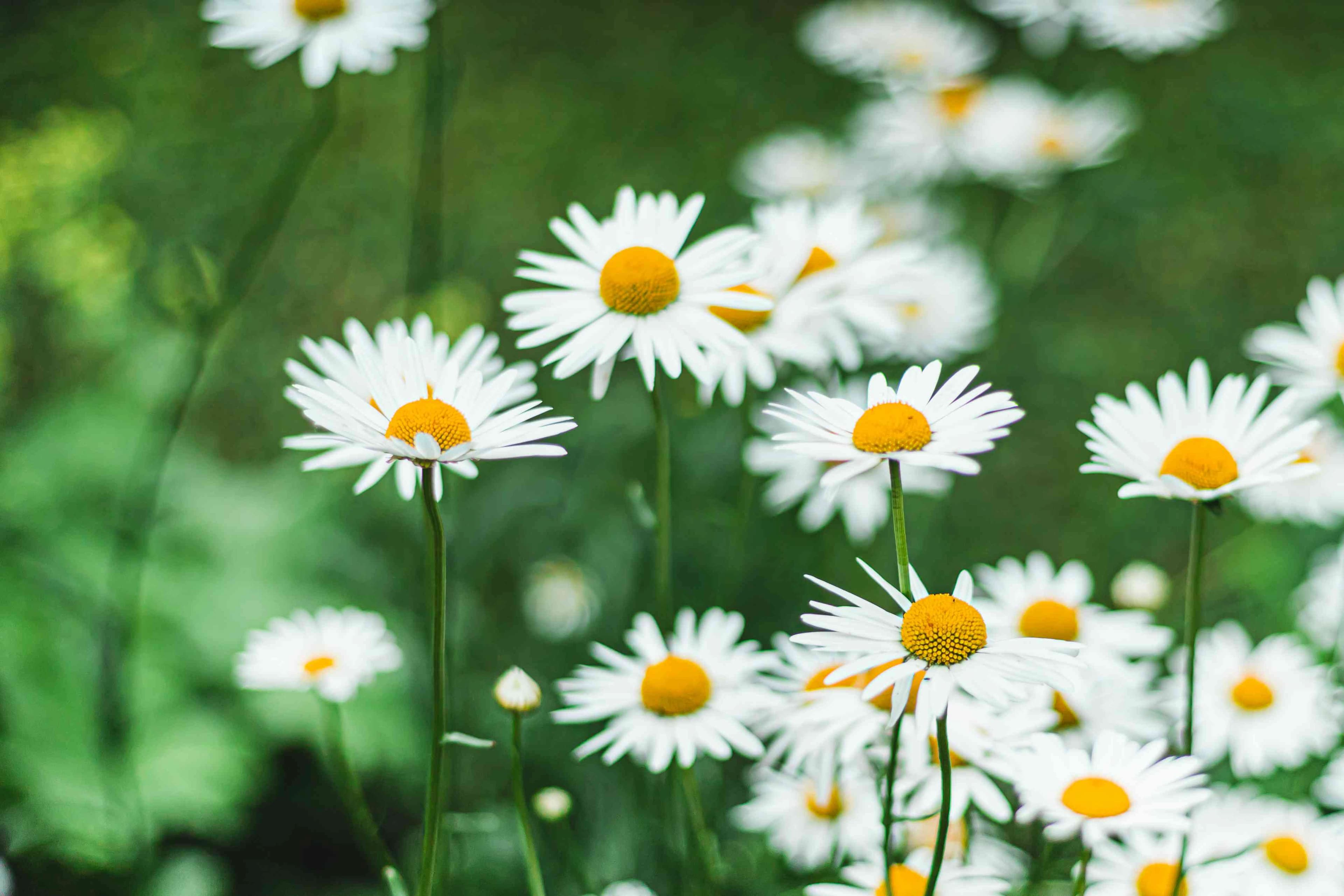 Shasta Daisy 'Becky' (Leucanthemum × superbum) — garden perennial