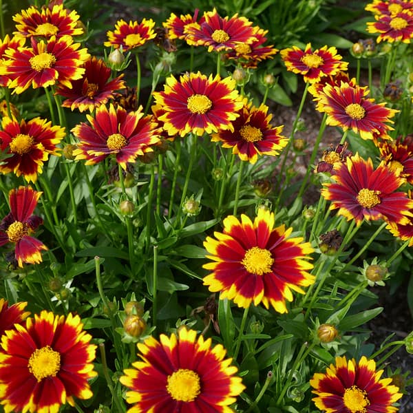 Coreopsis Uptick Red — garden perennial