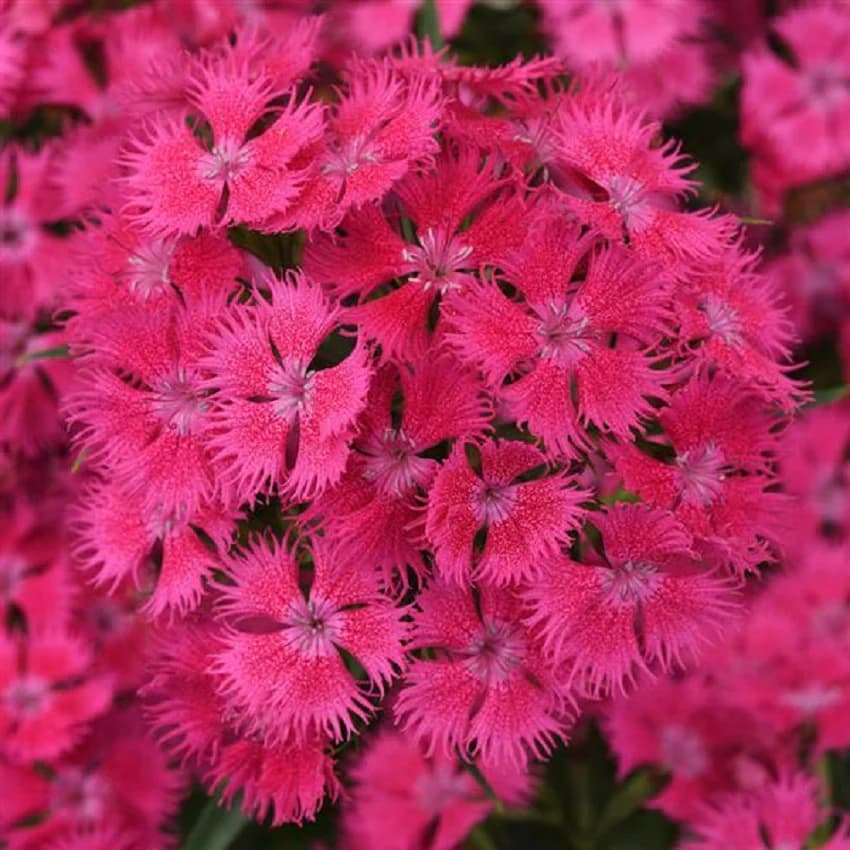 Dianthus Rockin Rose — garden perennial