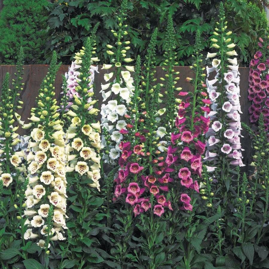 Foxglove Camelot Mix (Digitalis) — garden perennial