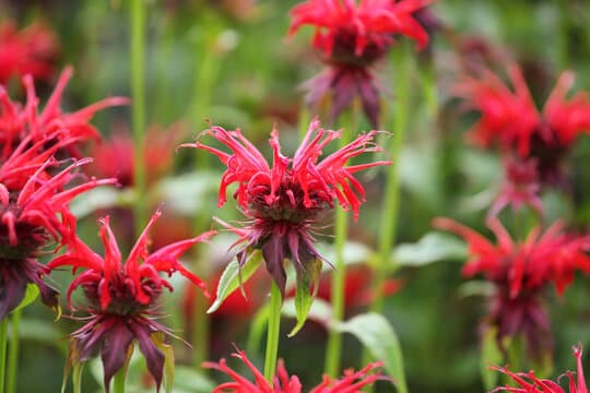 Bee Balm 'Coral Reef' (Monarda didyma) — garden perennial