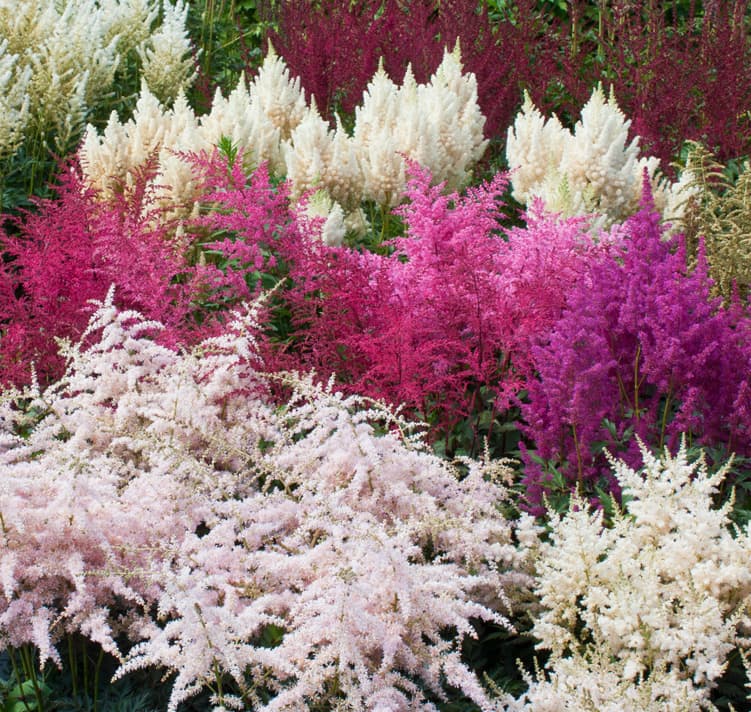 Astilbe 'Bunter Zauber Mix' (Astilbe × arendsii) — garden perennial
