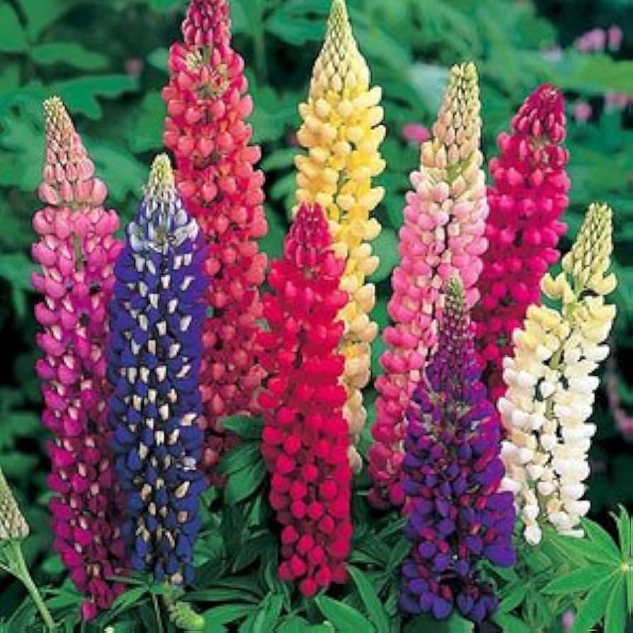 Lupine Russell Mix — garden perennial