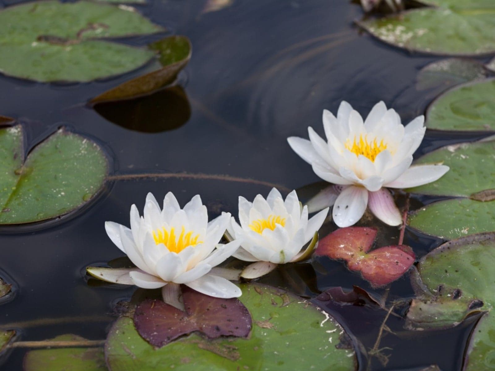 Water Lily — pond & aquatic plant