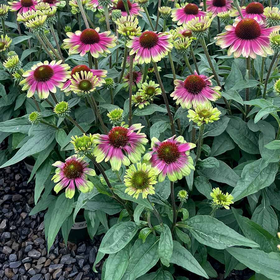 Coneflower 'Sweet Sandia' (Echinacea) — garden perennial