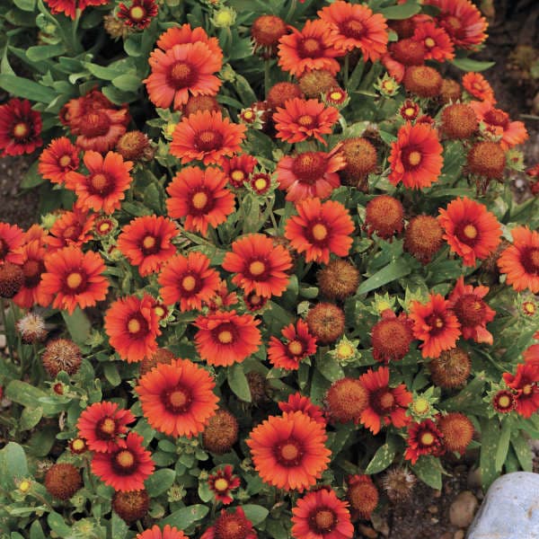 Gaillardia Arizona Red Shades — garden perennial