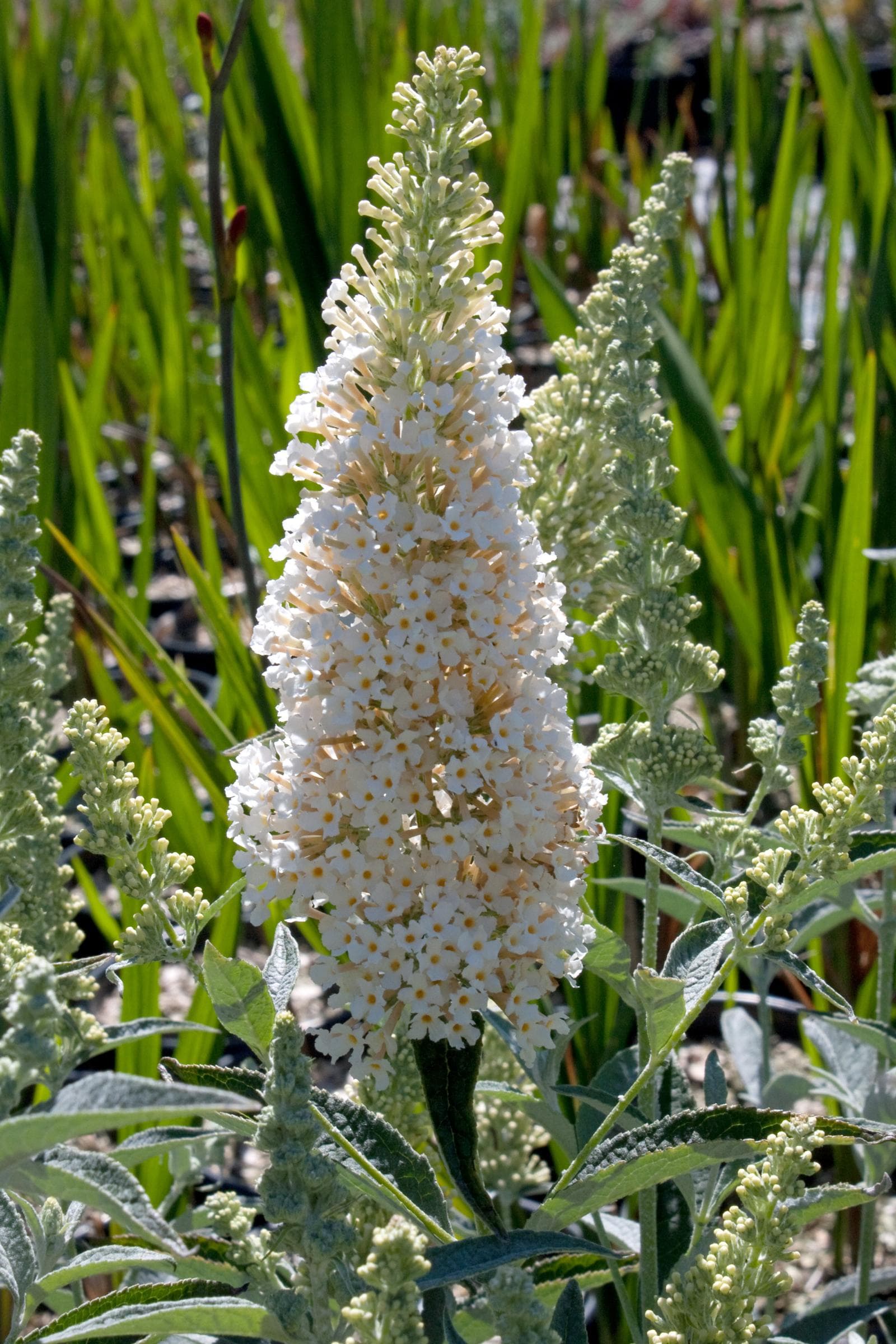 Buddleia Buzz Ivory — garden perennial