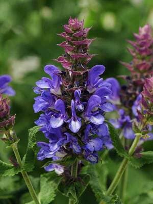 Meadow Sage 'Blue Marvel' (Salvia nemorosa) — garden perennial