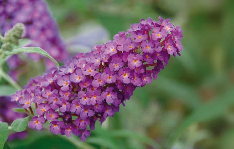 Buddleia Buzz Magenta — garden perennial