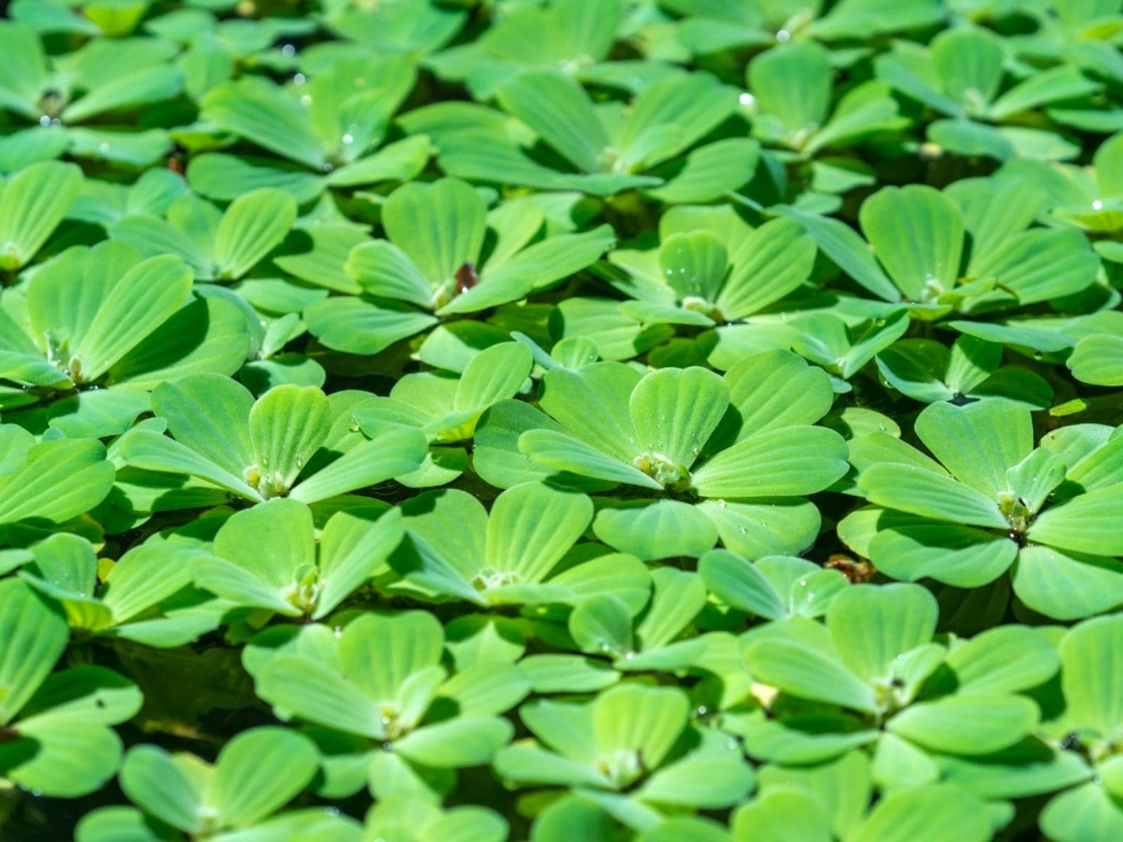 Water Lettuce (Pistia stratiotes) — pond & aquatic plant
