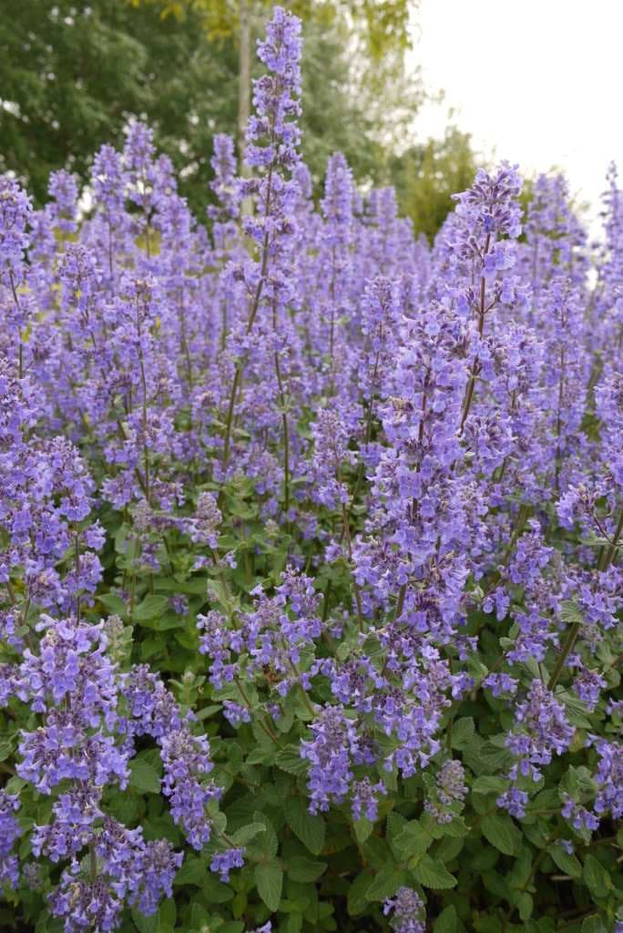 Catmint 'Summer Magic' (Nepeta grandiflora) — garden perennial