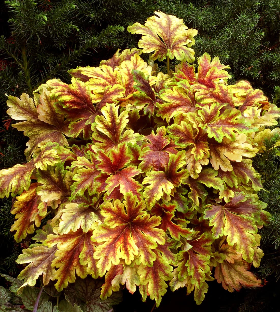 Heucherella 'Gold Zebra' — garden perennial