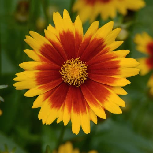 Coreopsis Uptick Gold & Bronze — garden perennial